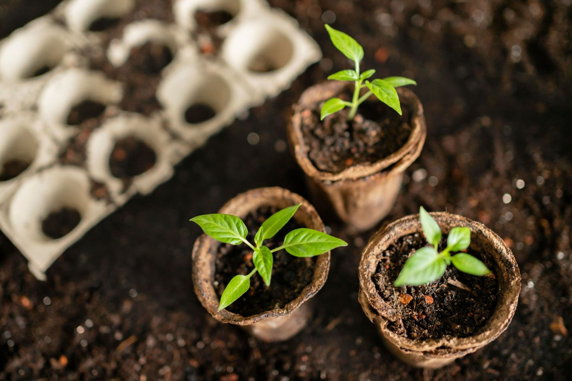  What Plants Don't Like Epsom Salt - indoor plants