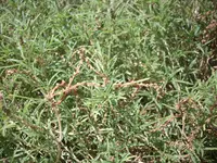 African amaranth