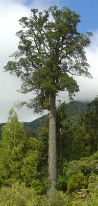 kahika