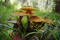 Australian honey fungus
