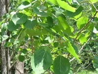 bigtooth aspen (Populus grandidentata) plant