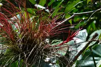 fescue airplant