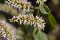 Pogostemon glaber (Pogostemon glaber) plant