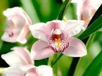 Four-Season Orchid