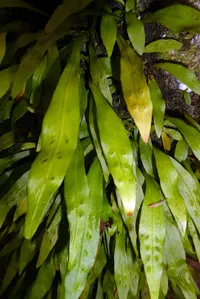 lance fern (Loxogramme dictyopteris) plant