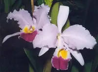 Christmas orchid