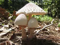 reddening lepiota