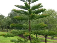 Araucaria heterophylla