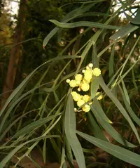 summer-scented wattle (Acacia rostellifera) plant