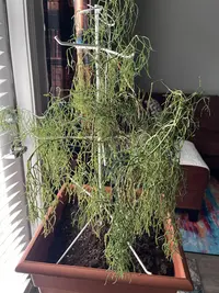 Mistletoe Cactus photo by a Botan App user
