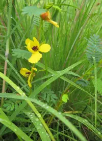 partridge pea (Chamaecrista fasciculata) plant