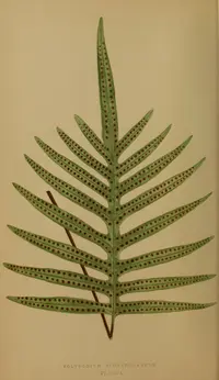 false golden polypody (Phlebodium pseudoaureum) plant