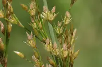 Hard Rush (Juncus inflexus) plant