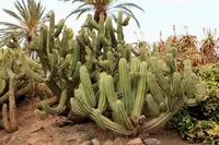 Polaskia chichipe plant