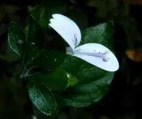 Hypoestes triflora