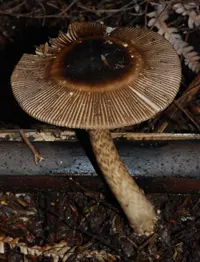 Amanita pekeoides (Amanita pekeoides) plant
