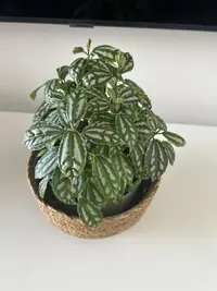 Watermelon Pilea photo by a Botan App user