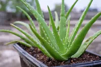 aloe leaves