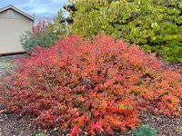 fragrant sumac