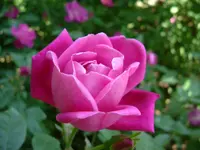 China rose