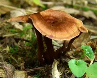 Shiny cinnamon polypore