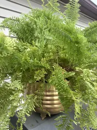 Southern Sword Fern photo by a Botan App user