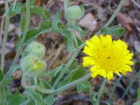 Common Andryala