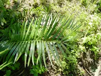 Florida arrowroot