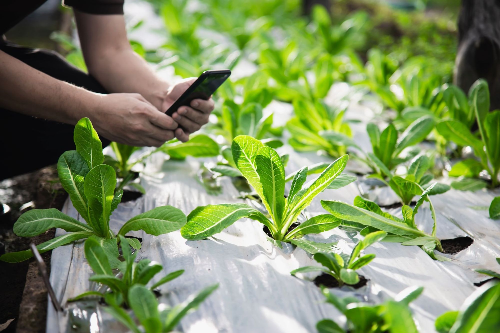 How to Use a Plant Identifier App – How to Take the Perfect Photo to Identify a Plant