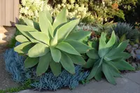 Agave attenuata leaf