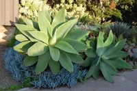 Agave attenuata leaf