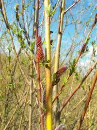 purple willow