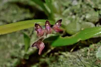 Bulbophyllum japonicum