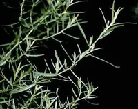 tarragon