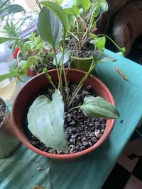 African False Hosta photo by a Botan App user