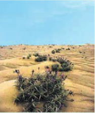 Tillandsia landbeckii
