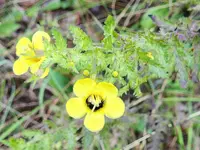 Aureolaria pedicularia flower