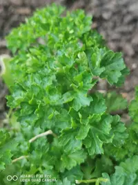 Parsley
