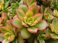 Aeonium haworthii leaves