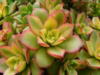 Aeonium haworthii leaves