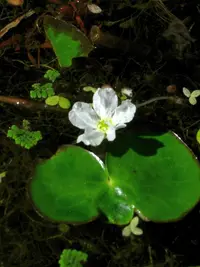 crested floating-heart