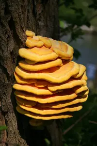 chicken of the woods (Laetiporus sulphureus) plant