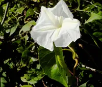beach moonflower