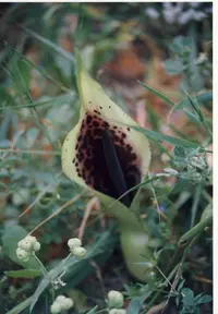 Dioscorides Arum