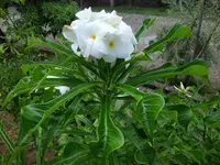 Plumeria pudica