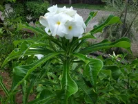 Plumeria pudica