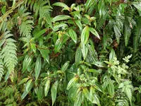 Bredia oldhamii