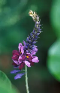 kudzu Identification Guide