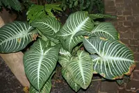 Caladium lindenii (Caladium lindenii) plant