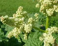 False Rhubarb